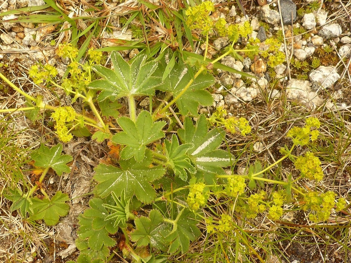 Alchemilla hybrida (Rosaceae)